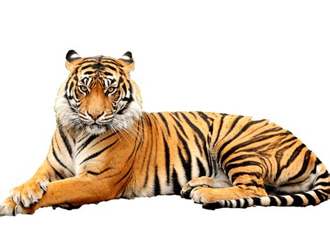 Bengal Tiger Transparent Background Png Svg Clip Art For Web