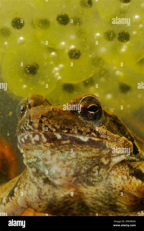 Italian Agile Frogs Rana Latastei Amphibia Other Animals Frogs