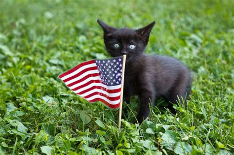 4th Of July Cutest Animals Celebrating Independence Day Hop To Pop