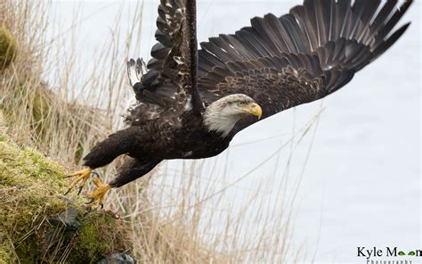 Show And Tell Best Of Alaska Wildlife — Digital Grin Photography Forum