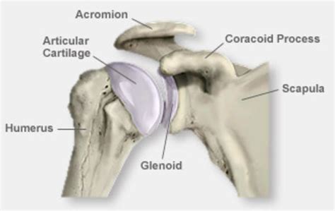 Shoulder Anatomy And Physiology Elliots Website
