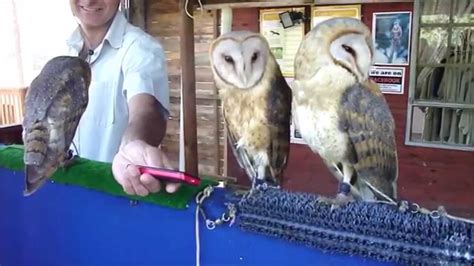 Funny Owls Dancing To Pop Music Hd Youtube