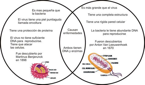 ¿cuál Es El Tamaño Promedio De Una Bacteria Y Un Virus Salutip