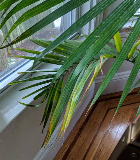 Majesty Palm Leaves Turning Brown How To Revive Your Plants