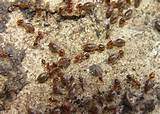 Images of Higher Termites