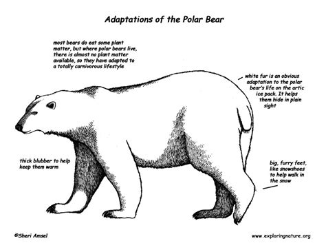 Adaptations of the Polar Bear