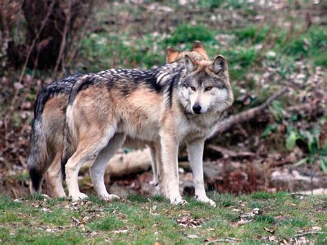Animales exóticos de México - Logra el viaje de tu vida