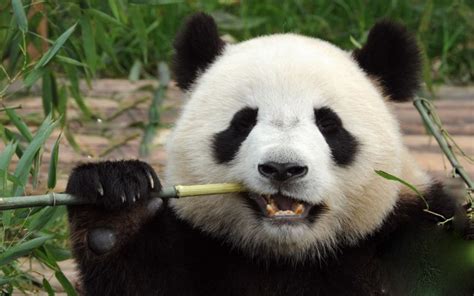 Ultimate Guide On Chengdu Panda Tour Guide Blogs Travel Guides