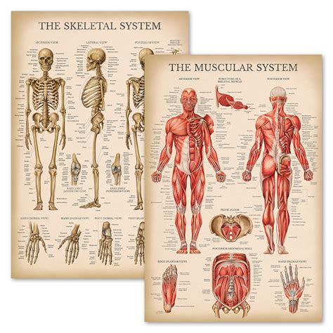 Vintage Muscular And Skeletal System Anatomical Chart Set Human