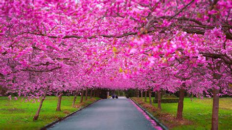 Beautiful Road With Beautiful Tree 1920x1080 Spring Wallpaper Hd