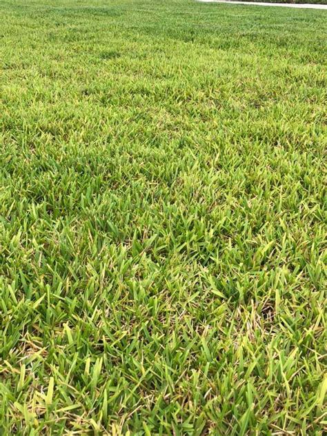 How To Fix Root Rot In St Augustine Grass A Comprehensive Guide