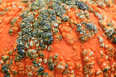 Your warts pumpkins stock images are ready. Texture Of Pumpkin Covered With Warts Stock Image - Image ...
