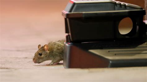 Rats Becoming A Problem In New Orleans As People Empty Restaurants