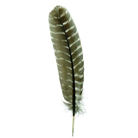 Wild Turkey Feathers Natural Barred Quills 8 12” For Millinery Dream