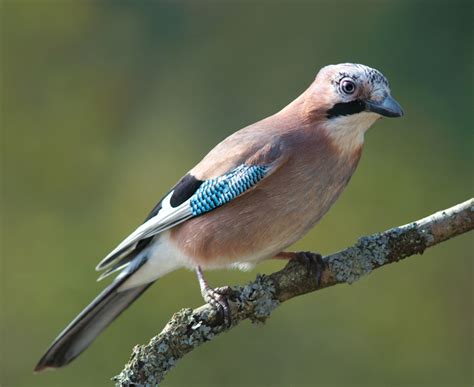 Bird Quizzes - Garden Birds 04 - Uncommon