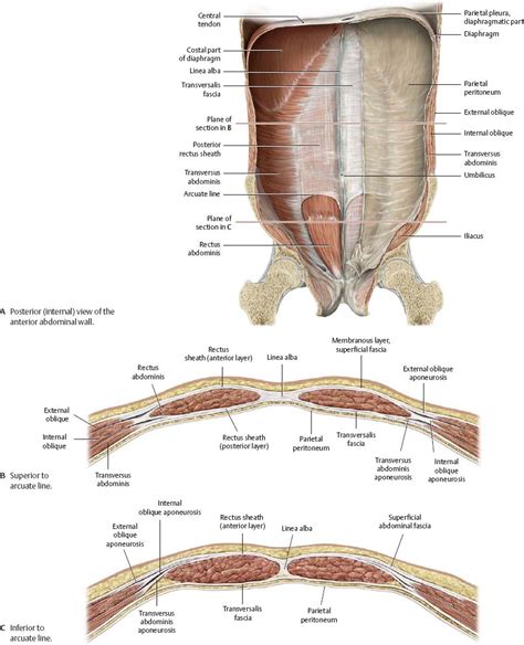 Abdominal Wall Atlas Of Anatomy