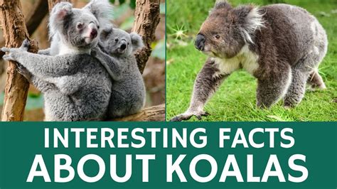 Enjoy our wide range of fun animal facts for kids. Interesting Facts about Koalas - Animal Videos for Kids ...