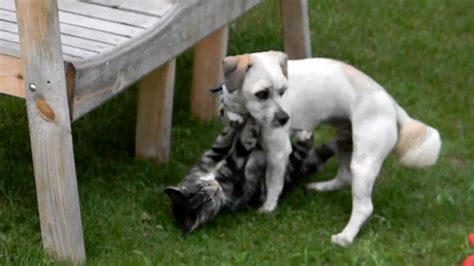 Funny Animal Wrestling Video 2 The Truth About Cats And Dogs Cat