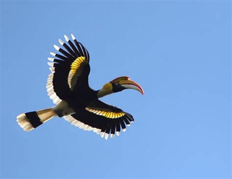 Great Hornbill Flying Beautiful Birds Birds Flying Pet Birds