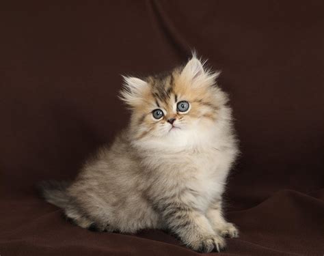 2019 Sold Kittens from Doll Face Persian Kittens - 660-292 ...