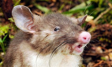 New Species Of Hog Nosed Rat Discovered In Indonesia Focusing On