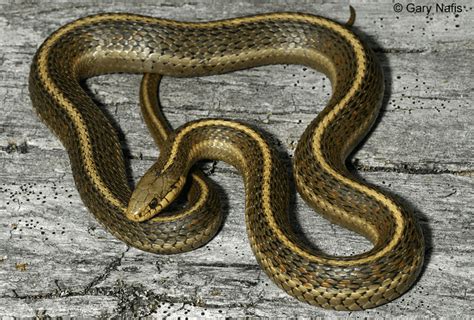 6 Fascinating Facts About Northwestern Garter Snakes Odd Facts