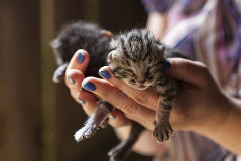 6 Things You Can Do To Save Kittens Lives Adventure Cats Newborn