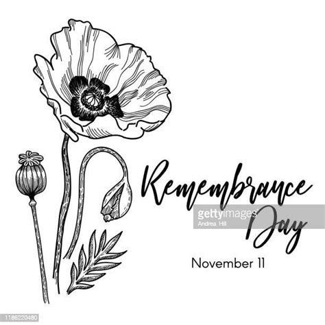 Poppy Photos and Premium High Res Pictures - Getty Images