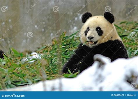 A Baby Panda Is Eating Bamboo In Bifengxia Stock Photography Image
