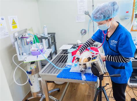 Woodend Vet Clinic — Rangiora Vet Centre