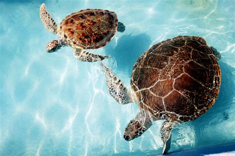 Illegal releases were another factor in its occupation of the state. Welcome to Florida: Florida Animals
