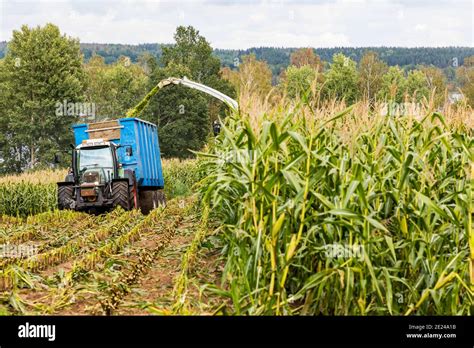 Harvesting Corn Field Stock Photo Alamy
