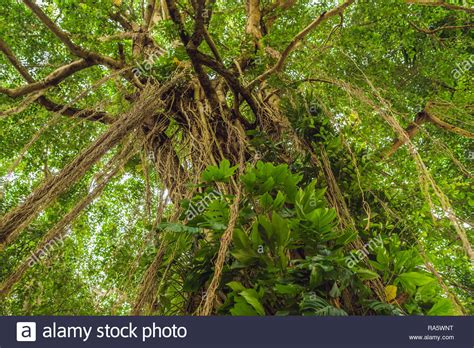 Rain Forest In Ubud Sacred Monkey Forest Bali Stock Photo Alamy