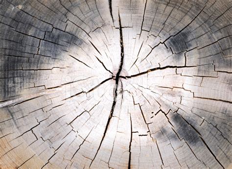 Cracked Pine Tree Trunk In Cross Section Stock Photo Royalty Free