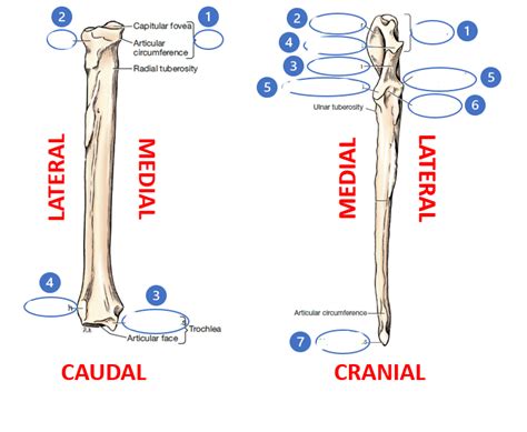 Anatomy Radius And Ulna Diagram Quizlet