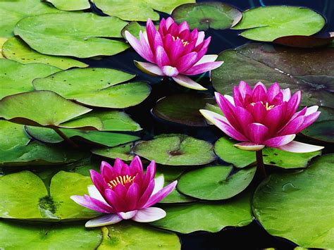 Amenagement Jardin Water Lillies