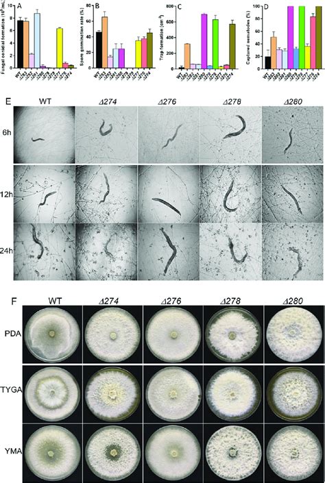 Comparison Of Fungal Conidial Formation Spore Germination Rate Trap