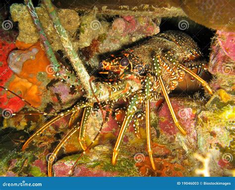 Caribbean Spiny Lobster Panulirus Argus In Den Stock Photos Image