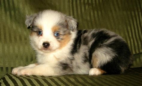 Miniature Australian Shepherd Puppies For Sale | Dallas, TX #109769