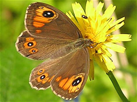Browse the user profile and get inspired. Braunauge Lasiommata maera Large Wall Brown Rispenfalter ...