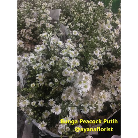 15 arti bunga ini ternyata sangat dalam. Bunga Pikok / Peacock Putih Asli Fresh Segar Cocok untuk ...