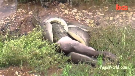 Fight Between Anaconda And Crocodile Youtube