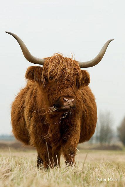370 Coo Ideas In 2021 Fluffy Cows Cute Cows Highland Cattle