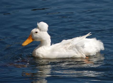 8 Small Duck Breeds To Own With Pictures Pet Keen