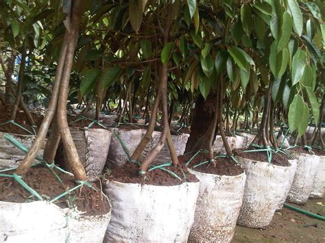 Kami menyediakan bibit pohon durian musang king unggul, murah, berkualitas dan. Jual Bibit Durian Musang King Kaki 3 Tiga | SamudraBibit.com