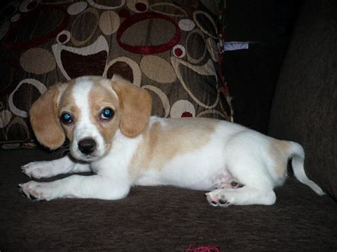 How to obtain a quality beagle without spending too much money. Pin by Laura Bonds on cute | Beagle puppy, Beagle buddies ...