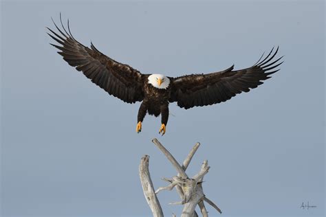 Bald Eagle Photography Workshops Homer Alaska Tour