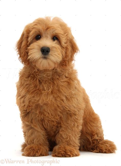 Dog Cute Goldendoodle Puppy Photo Wp39335