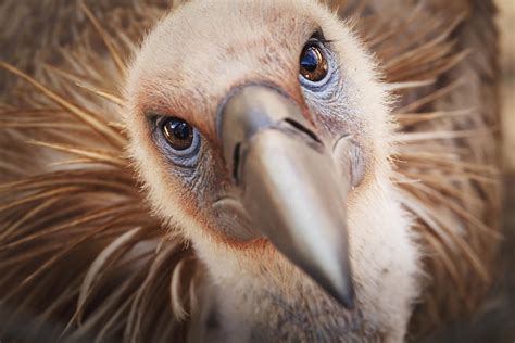 Griffon Vulture Gyps Fulvus Israel Photograph By Reynold Mainse Fine