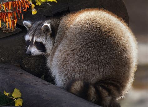 Your Daily Dose Of Raccoon — Do You Have Any More Chubby Raccoons Source